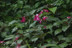 Impatiens walleriana